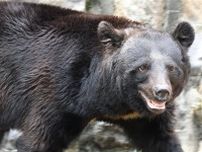 【（・(ｪ)・）】秋田にはいまも「クマを殺すとは何ごとか！」の声が殺到…“戒厳令”状態の県民を尻目に「動物愛護」クレームの不可解