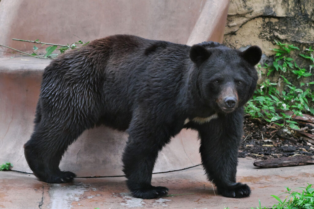 「クマ↑？ク↓マ？ク↑マ？クーーーマ？」最近の“熊のニュース”で大混乱！人によって発音が違う