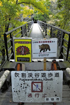 【（・(ｪ)・）】群馬でクマに襲われた女性、犬が救う…紅葉シーズンの観光地にクマ被害の影響広がる