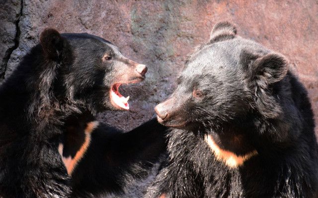 【熊害】重機関銃や攻撃ヘリを使えば「自衛隊にもクマの駆除は可能だが…」　専門家「発砲が許可される可能性は“ほぼゼロ”」