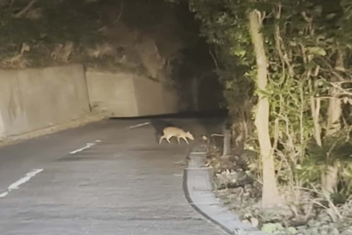 【東京】「酔っ払いがえずく」鳴き声　記者が見た聞いた　伊豆大島、大量繁殖キョンの〝現場〟