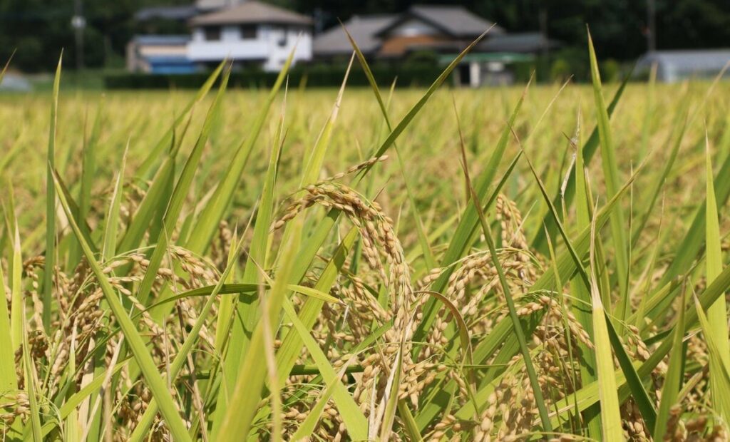 【コメ】「減産」で米騒動は「元の木阿弥」か　鈴木農水相「コロコロ方針が変わっては…」に専門家は呆れ