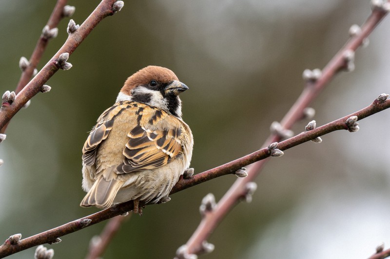 スズメが「絶滅危惧種」へ