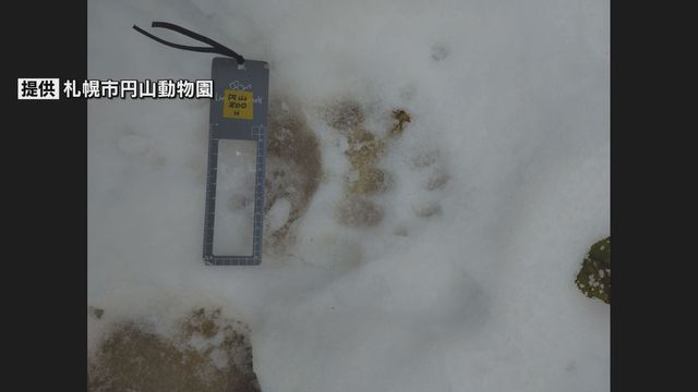 クマサン、動物園来園　客を避難させ臨時休園　フェンス乗り越え園内を出入りしたか