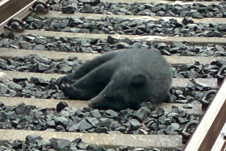 【線路で子グマがスヤスヤ…数時間後にペシャンコに】県民が語る熊対策で自衛隊派遣の秋田の実情「『命がけでとったクリ』を売る女性も」