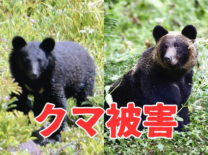 【（・(ｪ)・）】犬の散歩中の４０代男性が自宅前でクマに頭や腕を引っかかれ搬送…２頭に遭遇、親グマに襲われたか　岩手県八幡平市