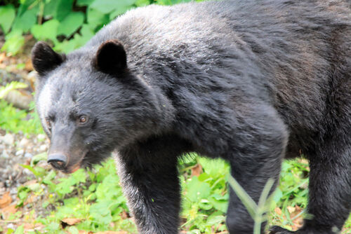 役場への「クマ殺すな！」電凸クレームの次は「クマ絶滅させろ！」の電凸　どうすりゃいいんだよ