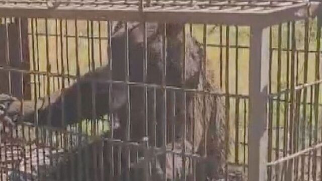 【（・(ｪ)・）】深々と頭を下げ謝罪文を手渡し…積丹町クマ問題が解決　副議長謝罪と新マニュアルで猟友会が活動再開を決定