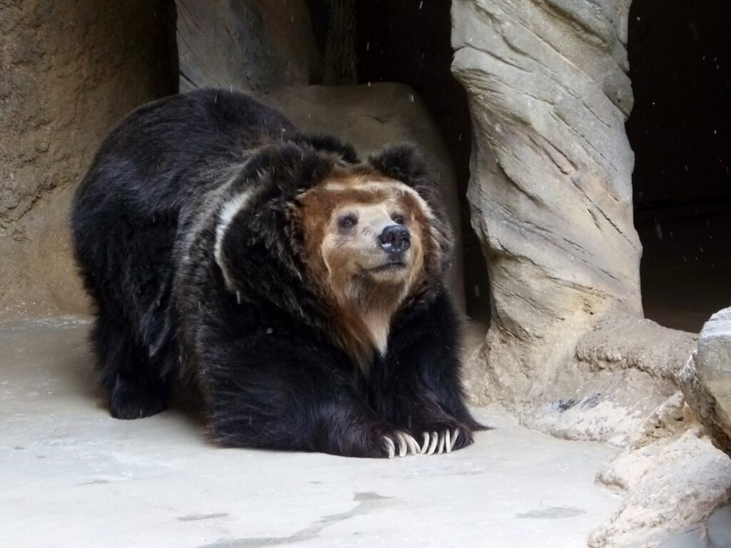 パンダ（人気者）とツキノワ（嫌われ者）、どこで差がついた？