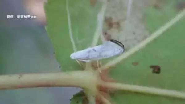 【被害】ガの幼虫が食い荒らし街路樹の葉が枯れる…原因はタイや中国などに生息する外来種のガ（蛾）「フウノキギンバネスガ」