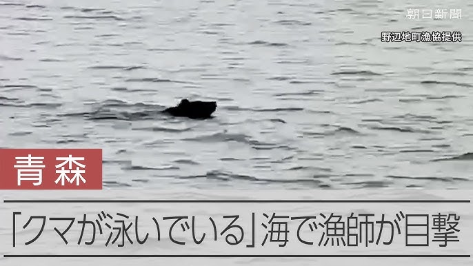 【青森】海で「クマが泳いでいる」　帰港中の漁師が目撃　陸奥湾