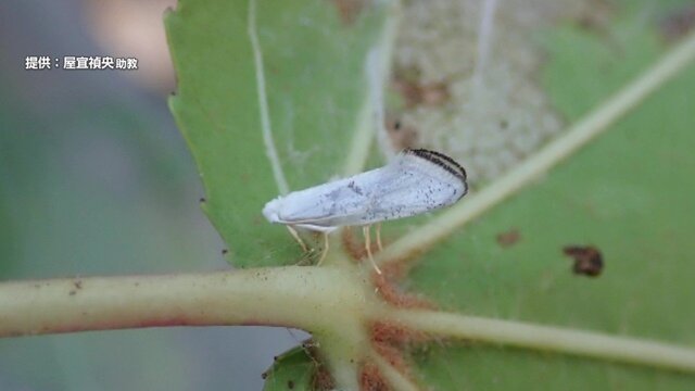 【ガの幼虫が食い荒らし街路樹の葉が枯れる】原因はタイや中国などに生息する外来種のガ（蛾）「フウノキギンバネスガ」