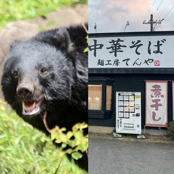 【青森・はぐれ子グマがラーメン店襲撃】「笑えないです」ボコボコにしてクマを返り討ち　レジェンド男性はまぶたが腫れあがり骨折