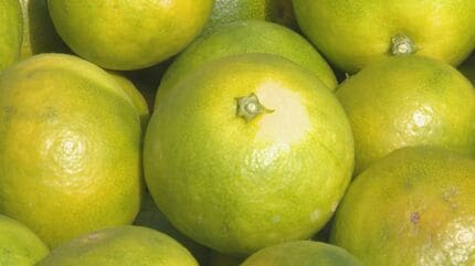 高齢の男性、ミカンの木に逆さ吊りになって死亡　転落する際に足が枝に引っ掛かったか