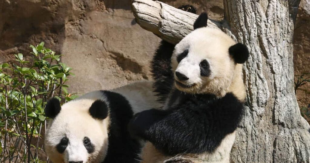 【中国メディア】日本はパンダがいなくなる状況に直面するだろう