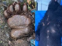 【（・(ｪ)・）】猟友会にも寄せられるクレーム　罠にかかった凶暴なクマの映像に「歯や爪が悪くなってかわいそう」