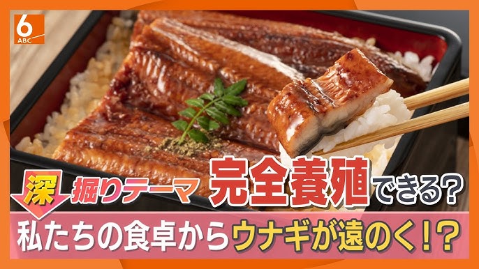 食卓からウナギが遠のく！？　規制強化めぐる国際会議が開催