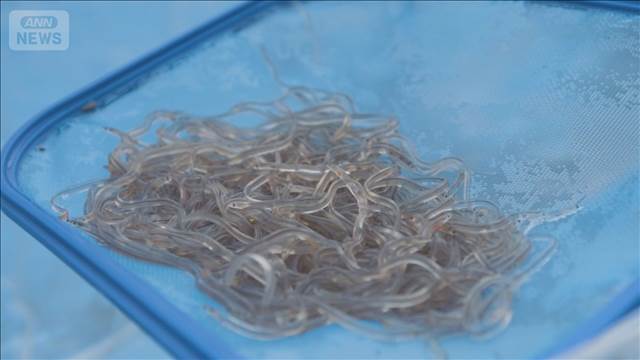 【食べ物】欧州捜査機関がウナギ稚魚の「中国への密輸は確かに存在」すると明らかにした
