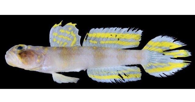 【魚】派手なヒレ持つ、新種の魚「スーパーサイヤン」　琉球大が発見　少年ジャンプの“名作漫画”が由来　ヤツシハゼ属の新種