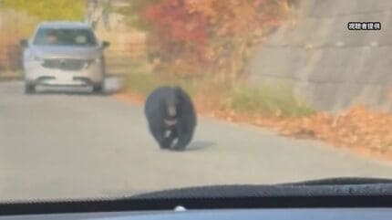 【秋田】クマの目撃相次ぐ秋田市　影響は経済にも…商店街には客が激減「忘年会の問い合わせすらない まるでコロナ禍」