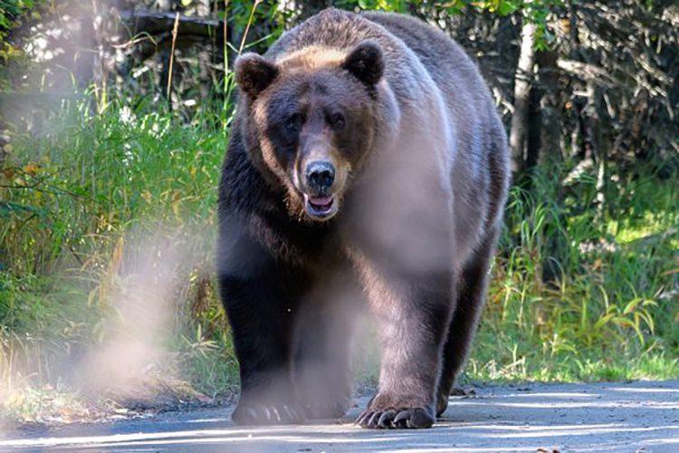 【（・(ｪ)・）】「家から出ないで！クマいるよ！」警察が叫ぶ…でかい！山形市の中学校に侵入したクマが逃走する瞬間をカメラがとらえた