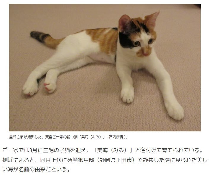 【(ΦωΦ)】天皇ご一家、新たな保護猫の写真を初公開　名前は「美海」　宮内庁