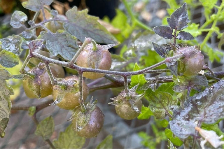 【トマトに「逆進化」の兆候】ガラパゴス諸島のトマト、その意味とは