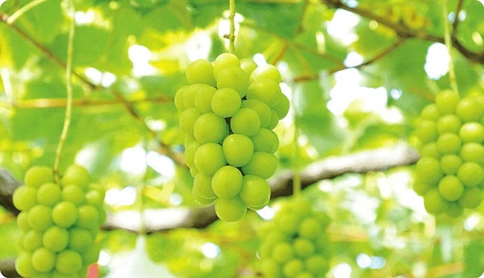 【ふるさと納税】シャインマスカット産地偽装、長野県須坂市が２・５億円の損害賠償求め提訴へ…和歌山県の業者「損失の発生はない」