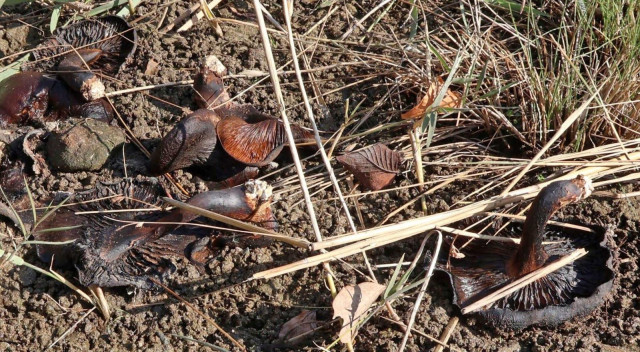 【神戸】「立派なシイタケ」市街地の川に大量のシイタケ「誰が、なぜ？」　たびたび目撃、不審がる住民　垂水