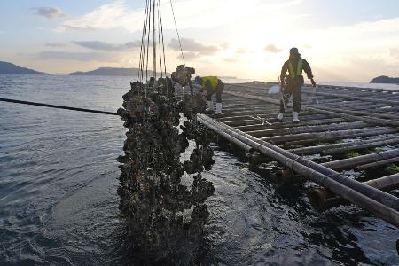 カキ養殖業者の経営支援へ　無利子融資や損害補填