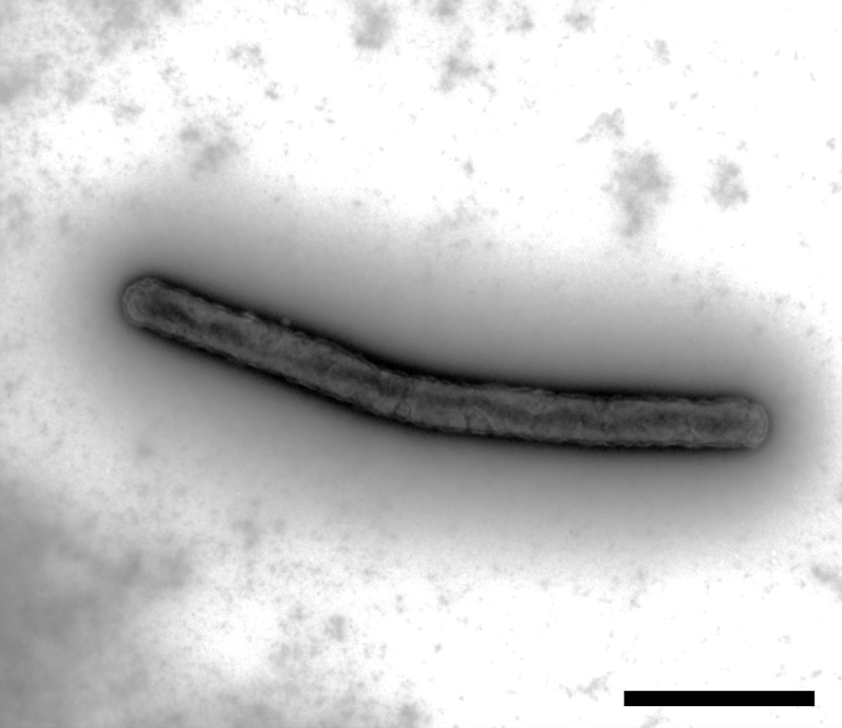 【発見】銅を“鉱石レベル”まで高濃縮する新規微生物を発見、鉄酸化細菌による銅の濃縮機構を解明し、バイオマイニングへ期待