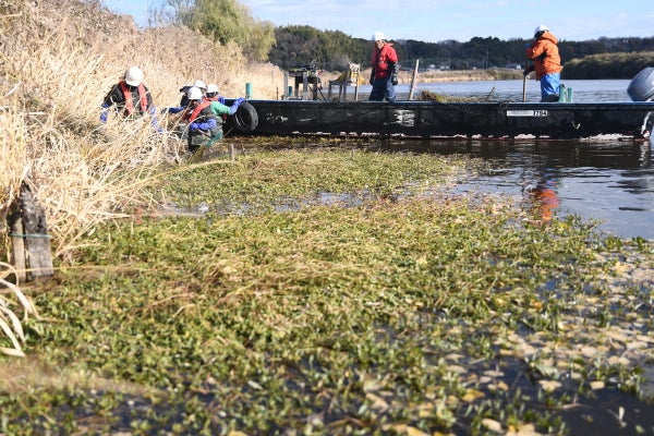 【田んぼ】「地球上最悪の侵略的植物」じわじわ拡大、３１都府県で確認…「半端ではない」繁殖力で稲収穫できず