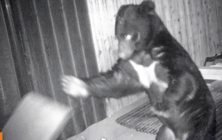 【（・(ｪ)・）】ツキノワグマの目撃、下関で２１件…対岸の北九州市に「クマはいるのか」と問い合わせも