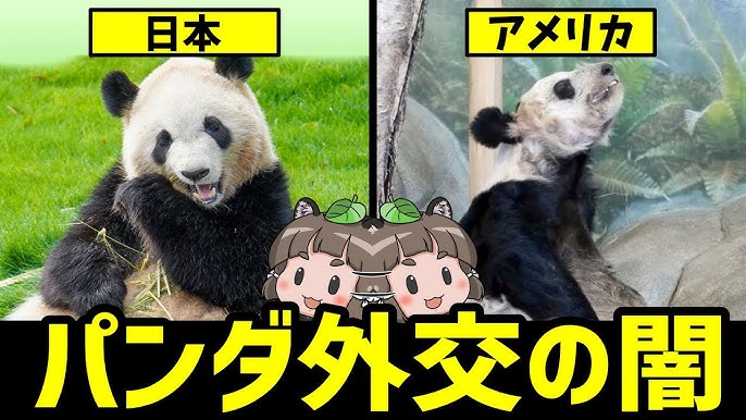 中国パンダと日本ツキノワグマ、どこで差がついた