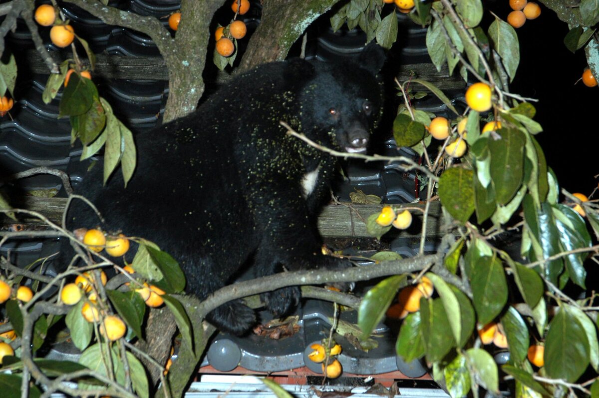 「目の前にクマがいる」車内から通報　同日未明にも同じ場所で目撃情報　滋賀県長浜市