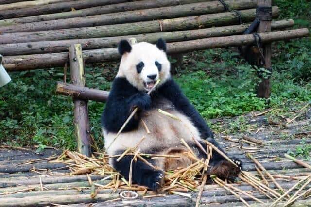 古市憲寿氏「パンダ、そんなにいてほしいですか？」　阿川佐和子さん「ネットで見ればいいでしょう」