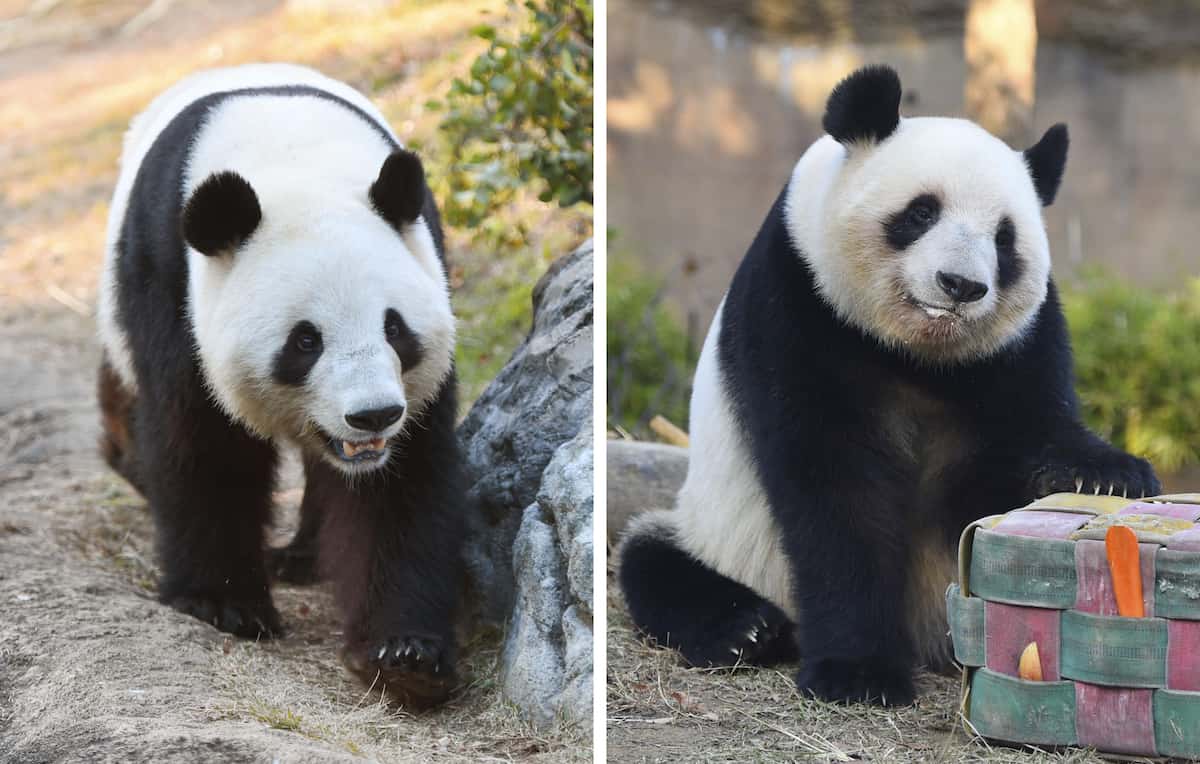 「パンダ『ゼロ』は高市首相ら右翼勢力のせい」中国共産党機関紙が評論　日本側見解と相違