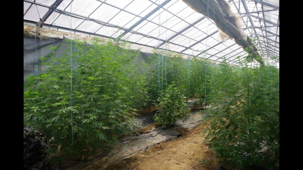 【茨城】ビニールハウスで大麻を栽培　グエン被告ら４人を逮捕・起訴
