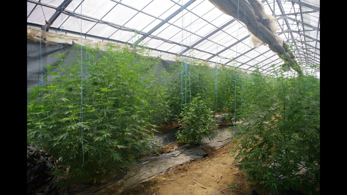 【茨城】ビニールハウスで大麻を栽培　グエン被告ら４人を逮捕・起訴