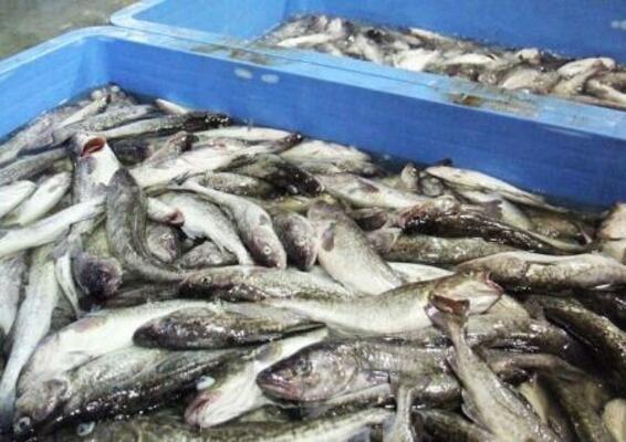 【日ロ漁業交渉】合意できず　マダラ漁に影響か