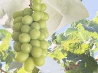 「シャインマスカットは売れず」価格を下げて販売…ふるさと納税で産地偽装した結果、出荷先を失う