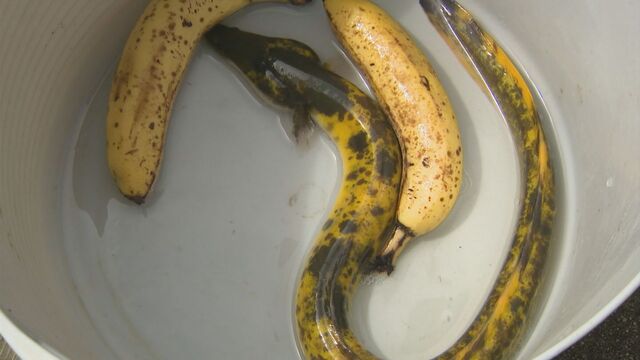 “十万匹に一匹の確率”　バナナそっくりのウナギ「バナナウナギ」全国から“引き取り希望”も殺到