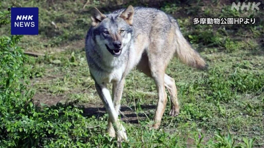 【東京】多摩動物公園 オオカミは植栽を伝い 壁飛び越えたか