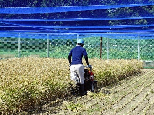 【国民病】花粉症緩和の救世主はコメ？…「スギ花粉米」活用した医薬品開発加速へ、量産化など課題も