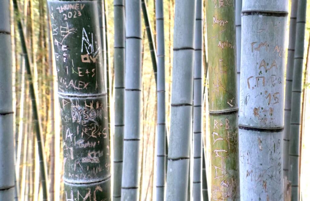 【社会】伏見稲荷大社周辺で竹林の落書き被害少なくとも数百本 所有者怒り「先祖代々の土地を…」