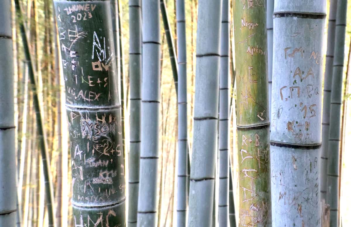 【社会】伏見稲荷大社周辺で竹林の落書き被害少なくとも数百本 所有者怒り「先祖代々の土地を…」