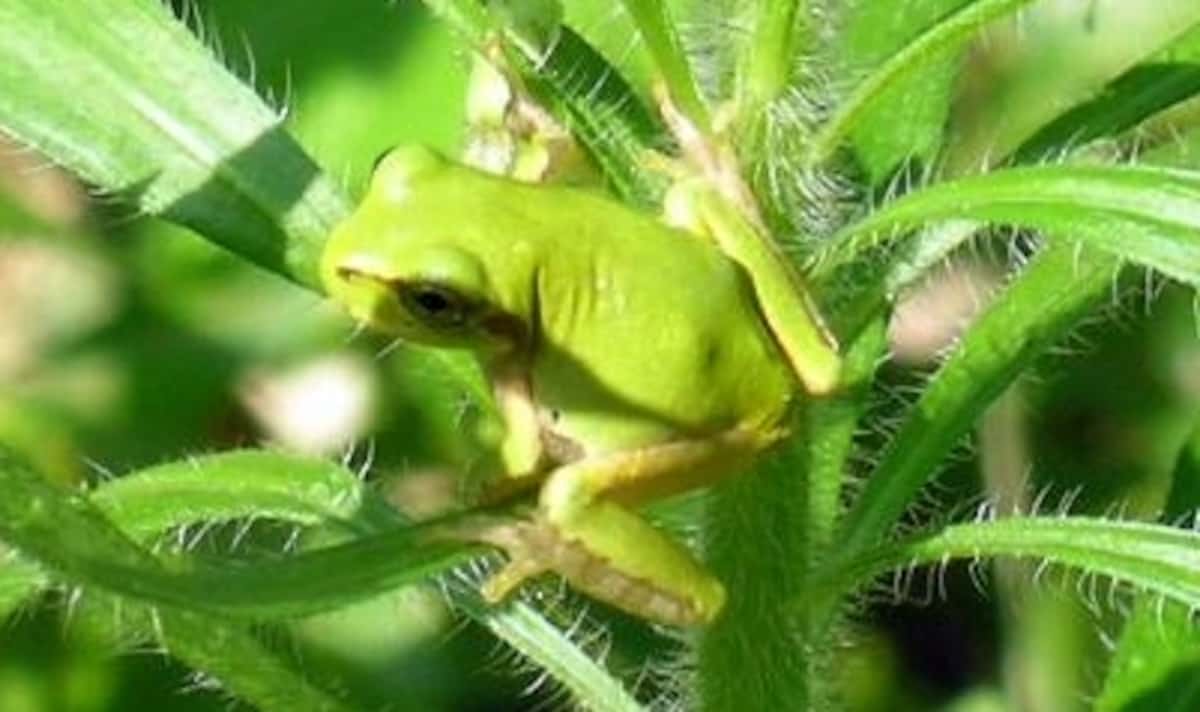 がんを死滅させる細菌、アマガエルから発見　注射１回で腸の腫瘍完治　特効薬となる可能性