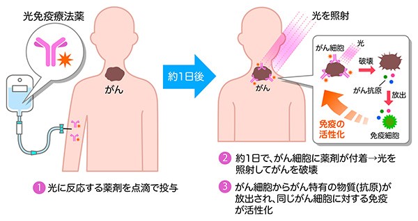 老化細胞を体から除去できる薬、京都大学などがマウス実験で発見　ネズミは不老不死の時代へ