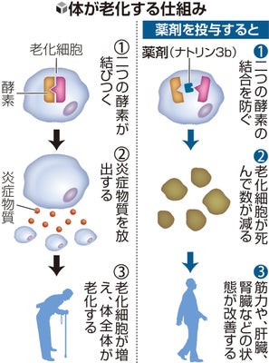 老化細胞を体から除去できる薬、京都大学などの研究チームがマウス実験で発見…筋力や内臓の状態が改善
