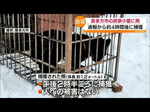 【（・(ｪ)・）】「どうしたらいいのか頭の中、パニックです」民家の物置小屋の中でクマが眠っている　福島